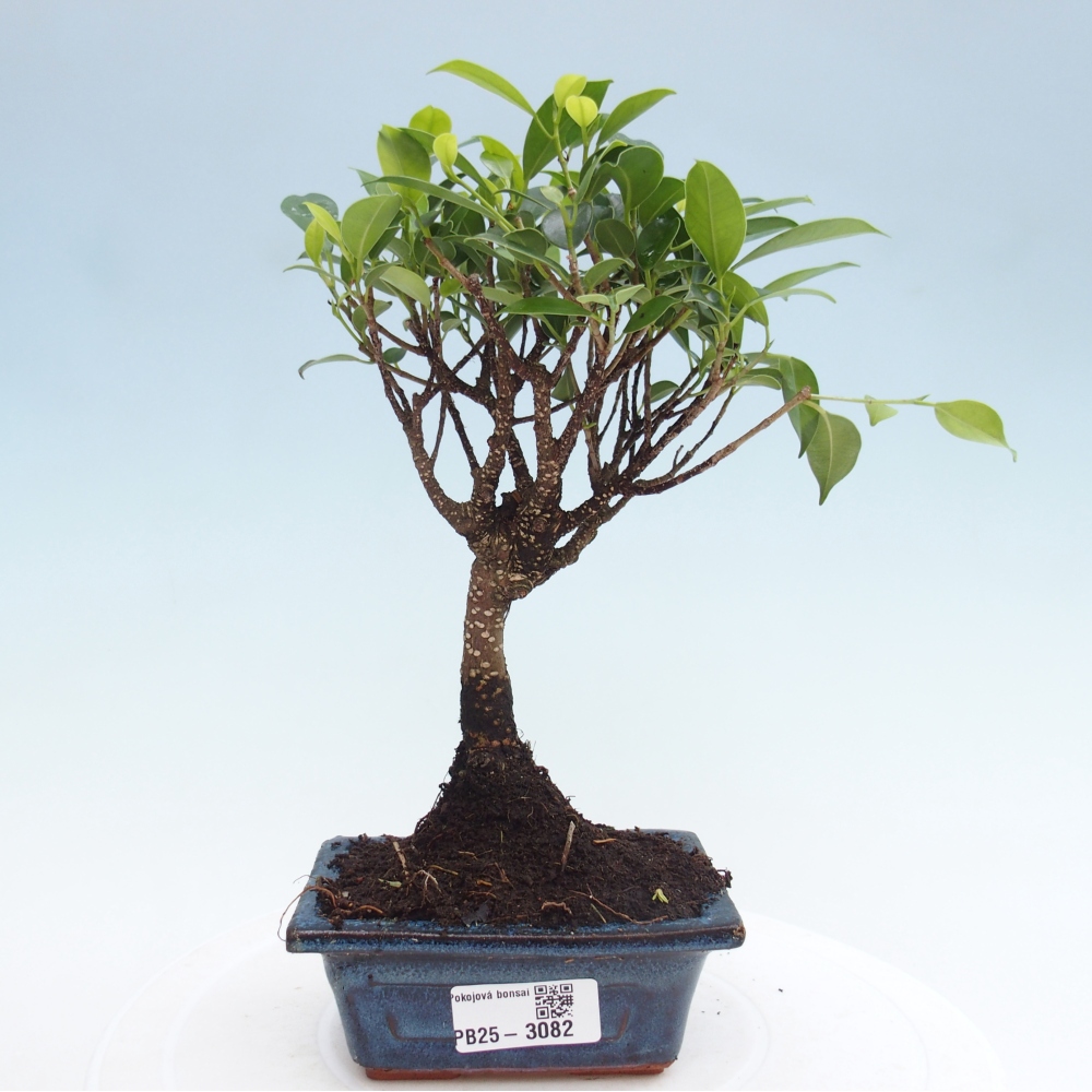 Pokojová bonsai Ficus retusa kimmen
