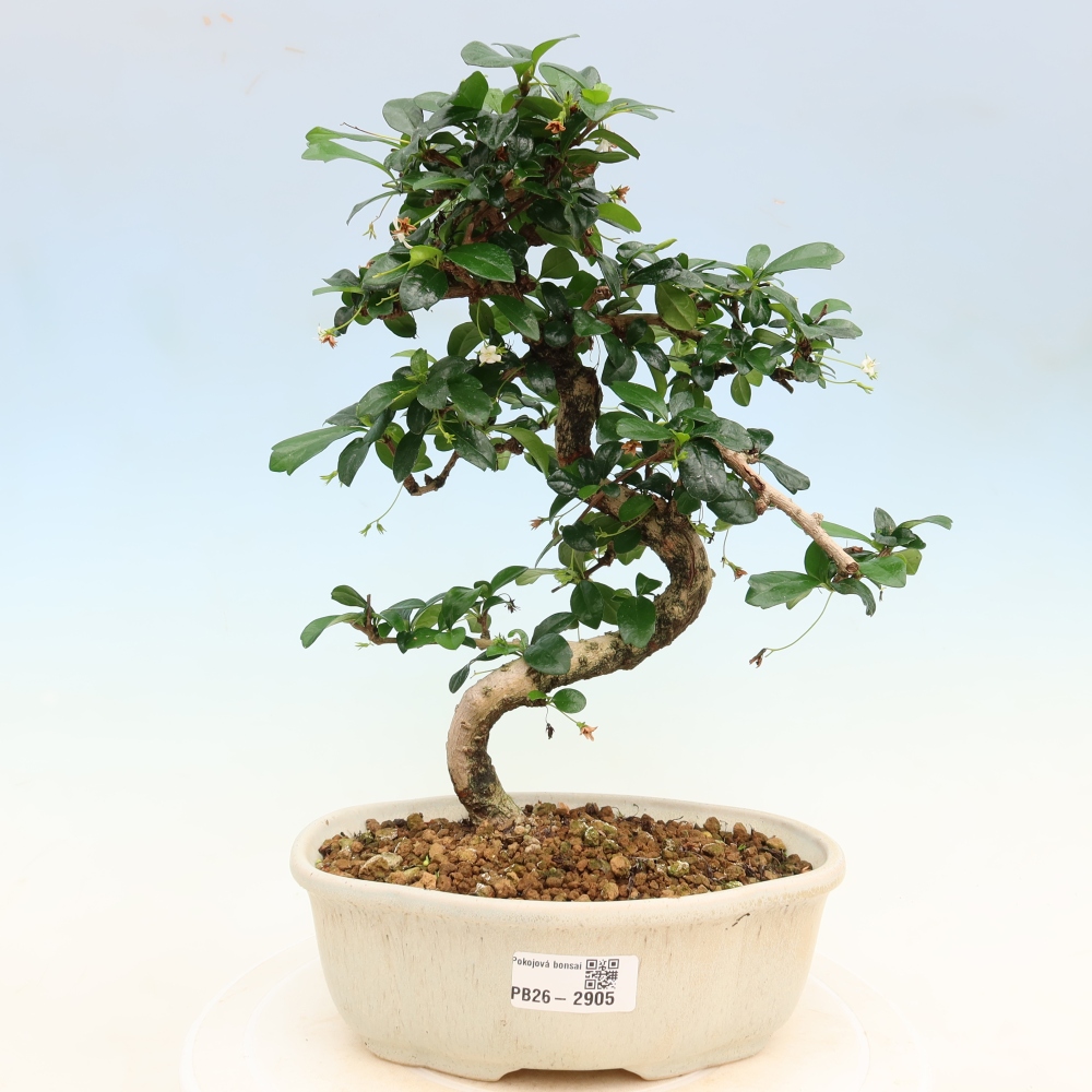 Pokojová bonsai - Carmona macrophylla - Čaj fuki