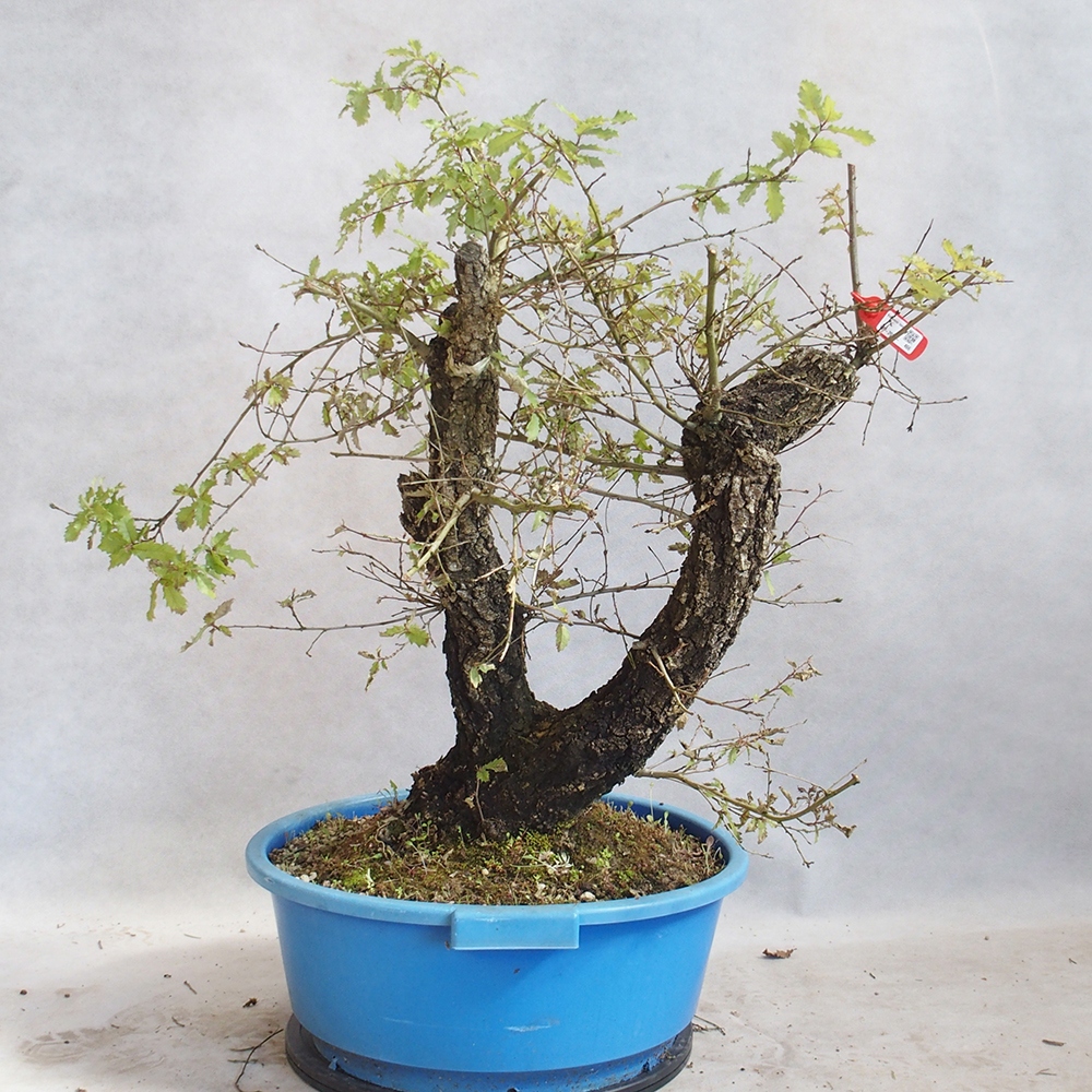 Venkovní bonsai Quercus Cerris - Dub Cer