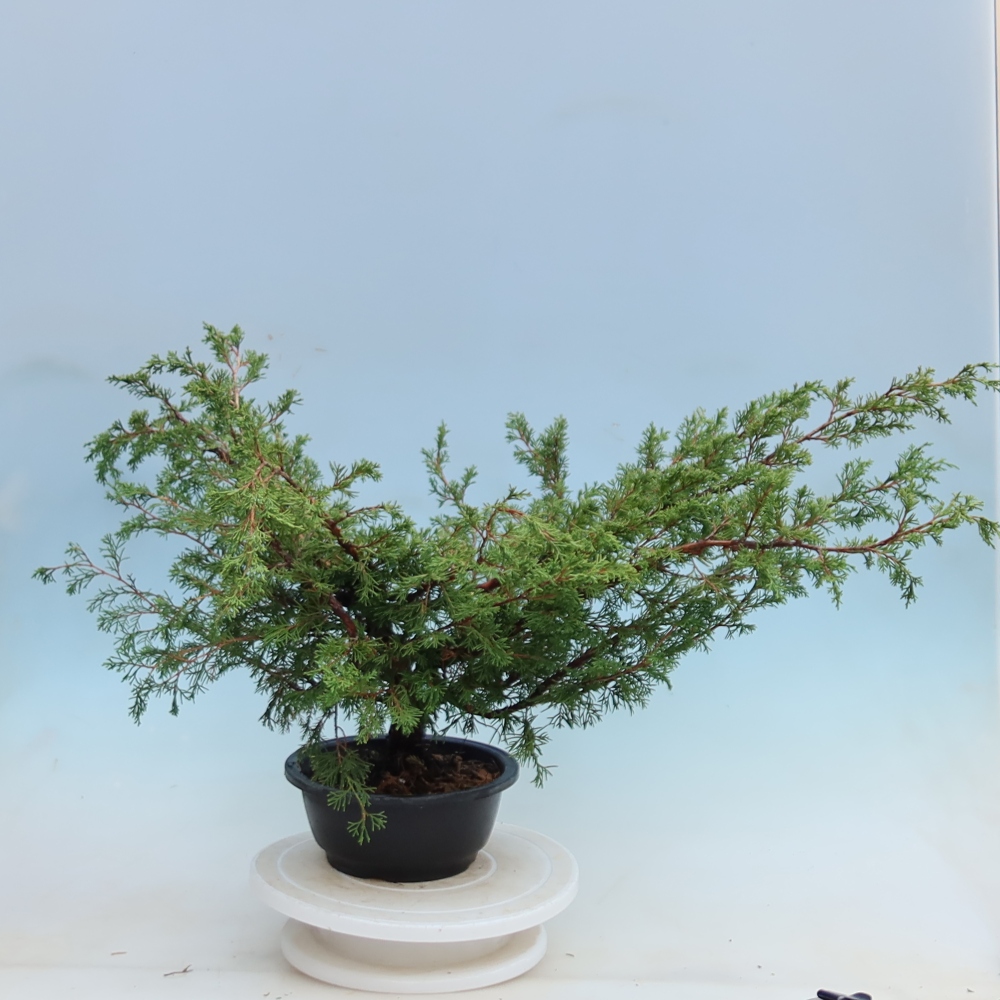 Venkovní bonsai - Juniperus chinensis Itoigawa - Jalovec čínský