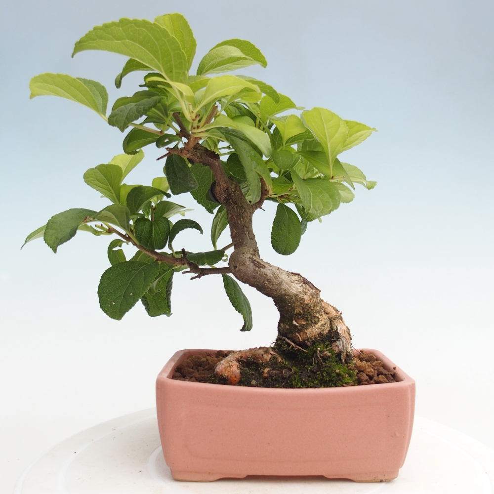 Venkovní bonsai - Celastrus  orbiculatus - Jesenec okrouhlolistý