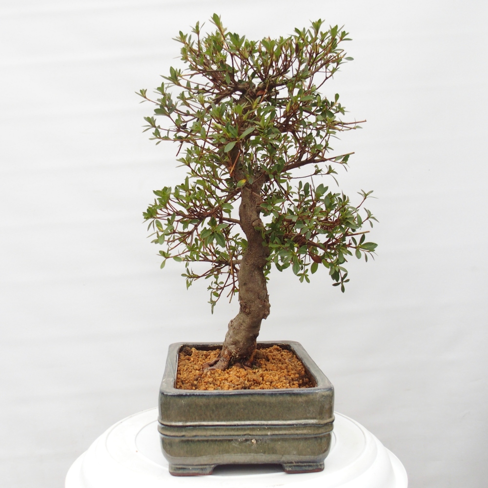 Venkovní bonsai - Japonská azalka - Azalea Rin