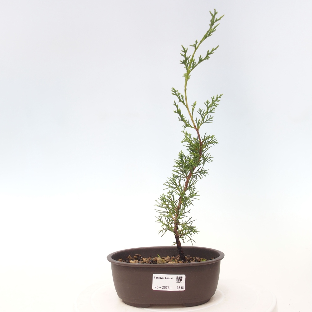 Venkovní bonsai - Juniperus chinensis Itoigawa -Jalovec čínský