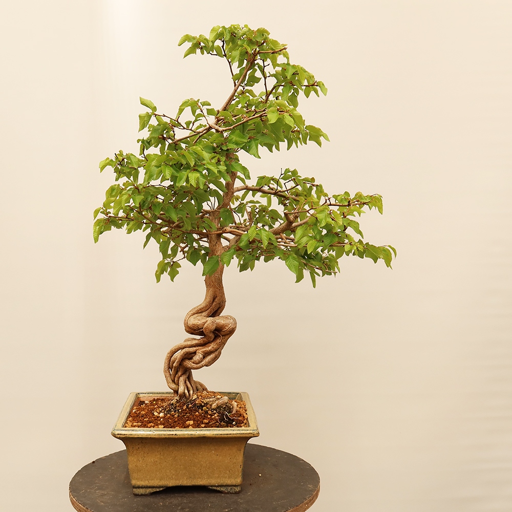 Venkovní bonsai -Carpinus Coreana - Habr korejský