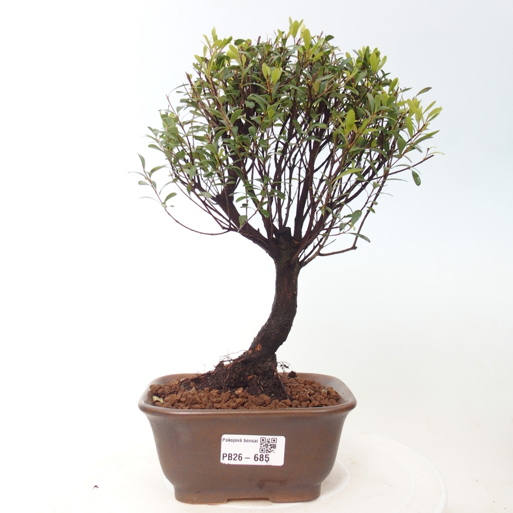 Pokojová bonsai - Syzygium - Pimentovník