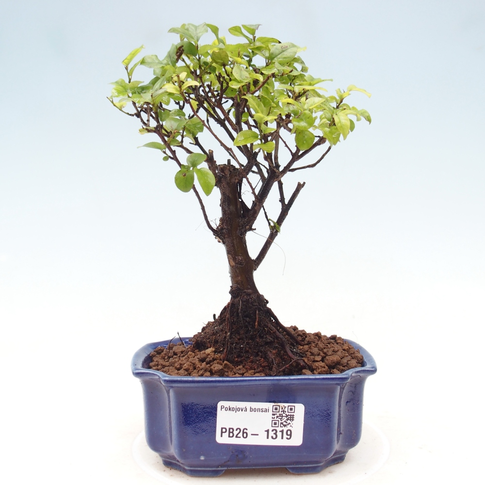 Pokojová bonsai - Sagerécie thea - Sagerécie thea