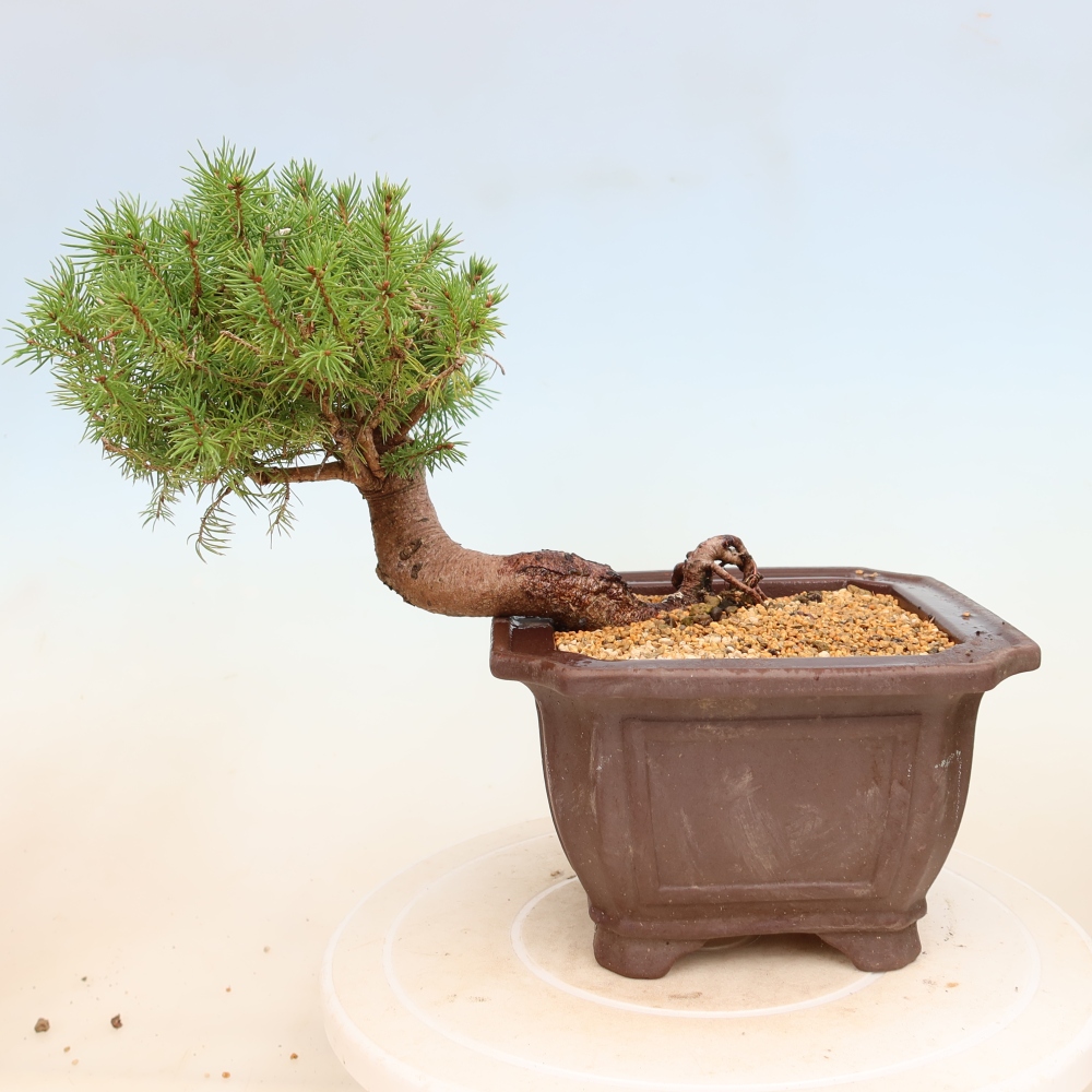 Venkovní bonsai- Smrk kulovitý - Picea glauca globe