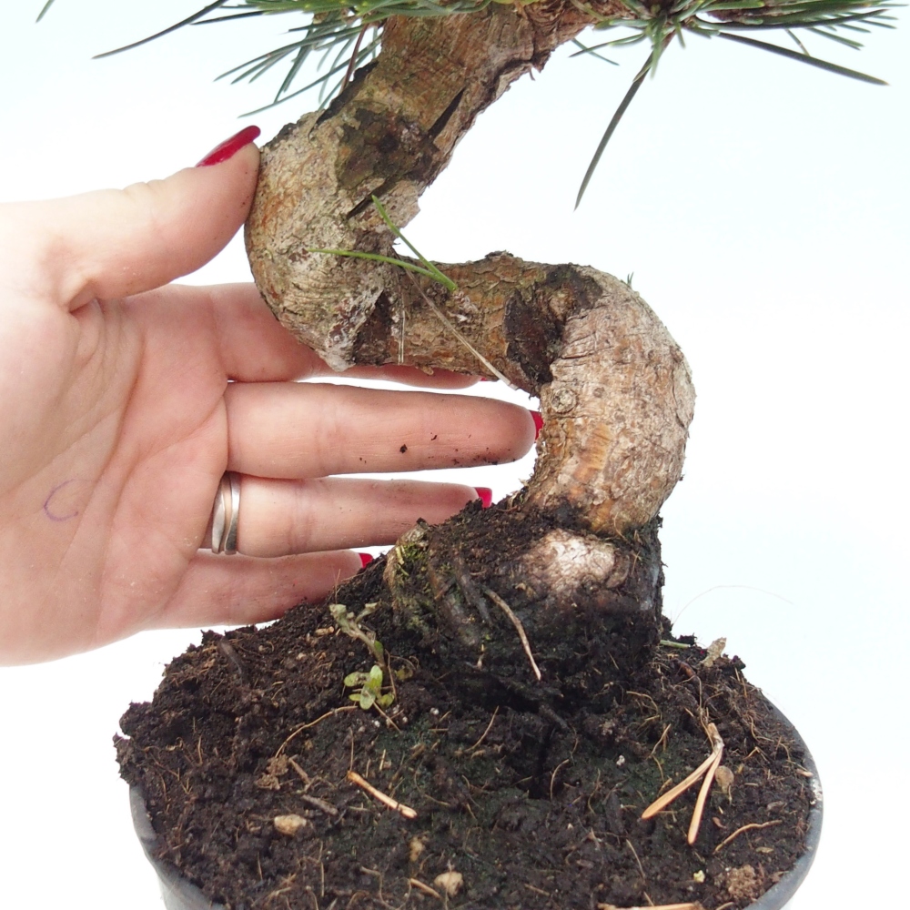 Venkovní bonsai - Pinus thunbergii senjyumaru - Borovice thunbergova