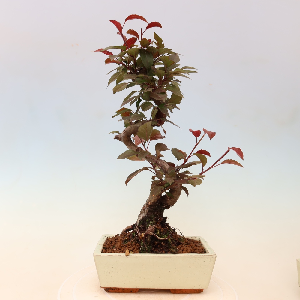 Venkovní bonsai -Malus domestica - Maloplodá jabloň červenolistá