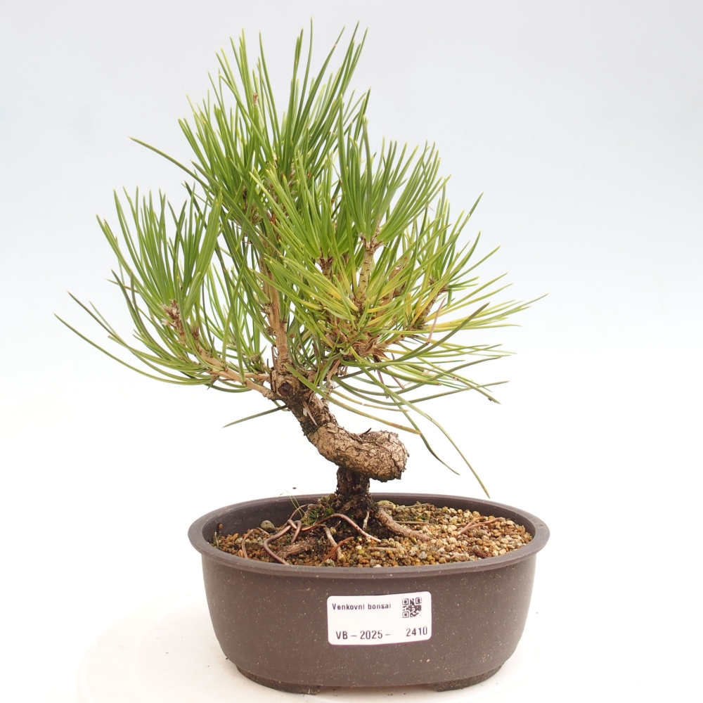 Venkovní bonsai - Pinus thunbergii - Borovice thunbergova