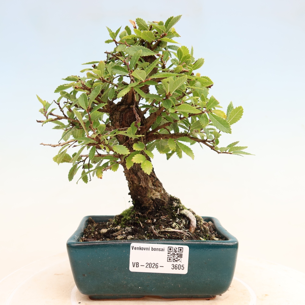 Venkovní bonsai - Zelkova - Zelkova NIRE