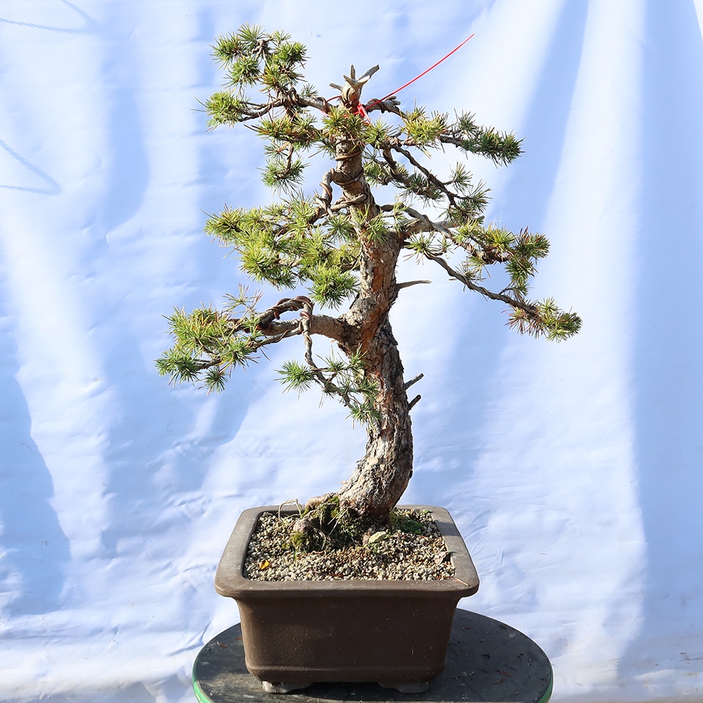 Pinus sylvestris Španělsko - borovice lesní