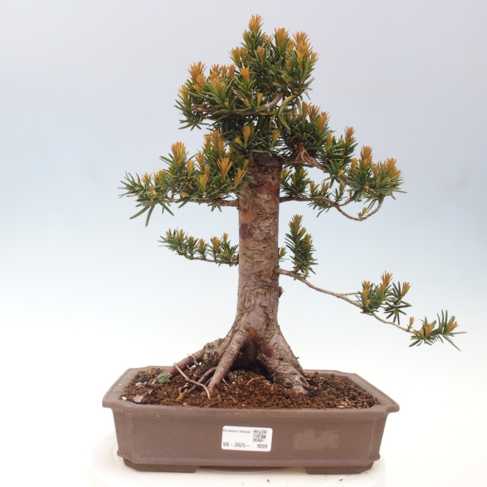 Venkovní bonsai - Taxus cuspidata  - Tis japonský