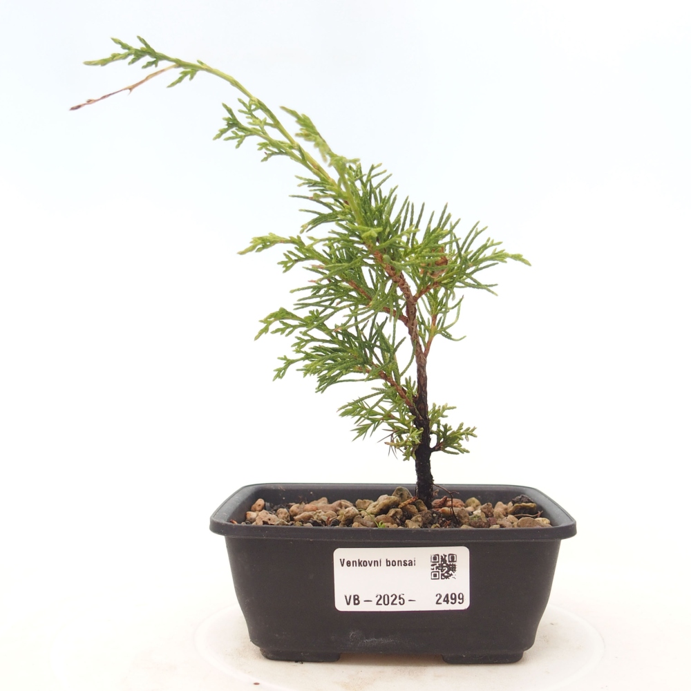 Venkovní bonsai - Juniperus chinensis Itoigawa -Jalovec čínský