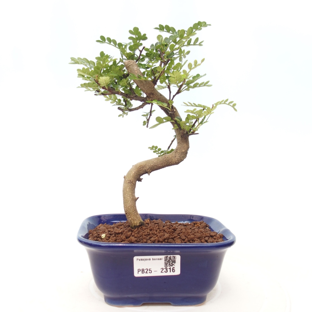Pokojová bonsai - Zantoxylum piperitum - pepřovník