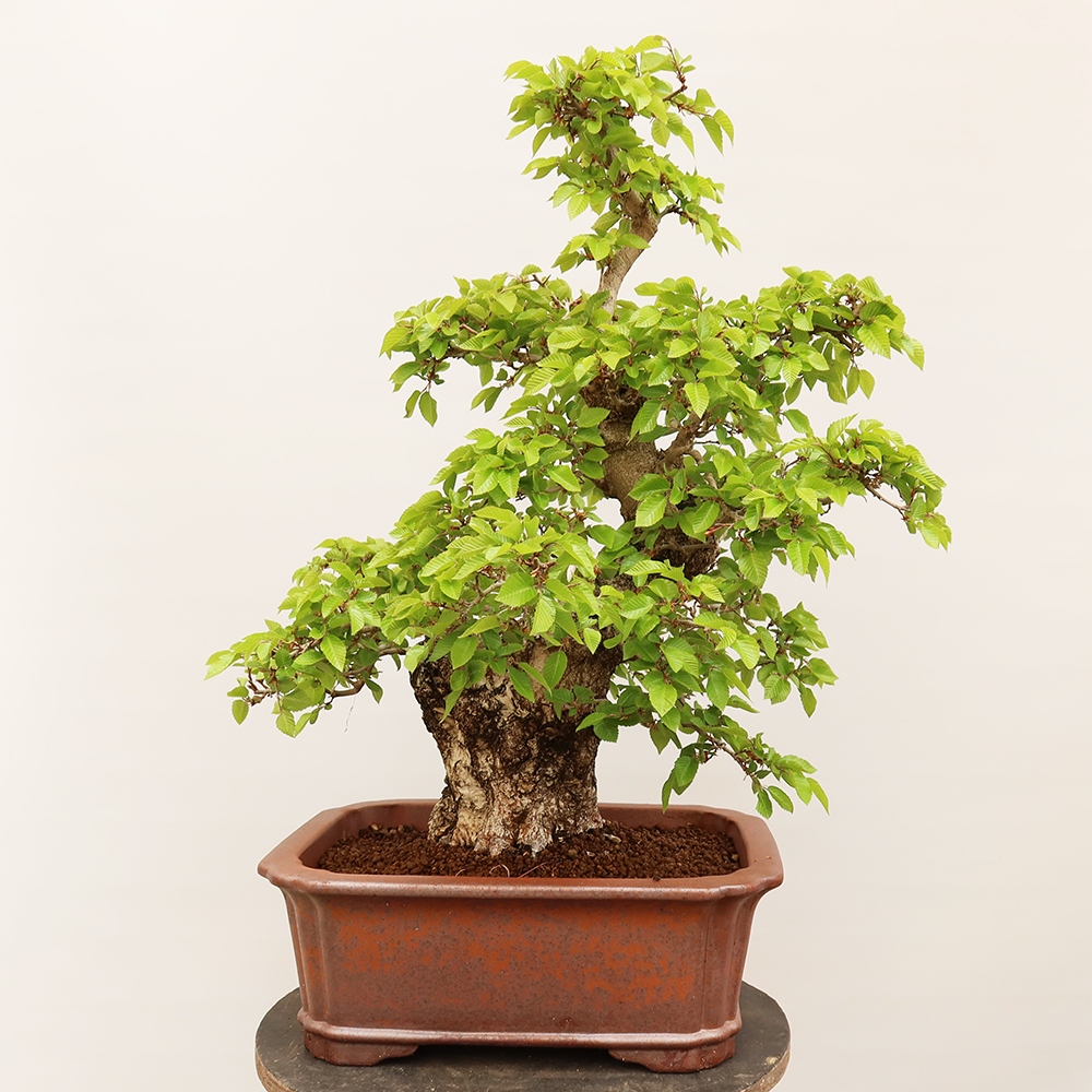 Venkovní bonsai -Carpinus Coreana - Habr korejský