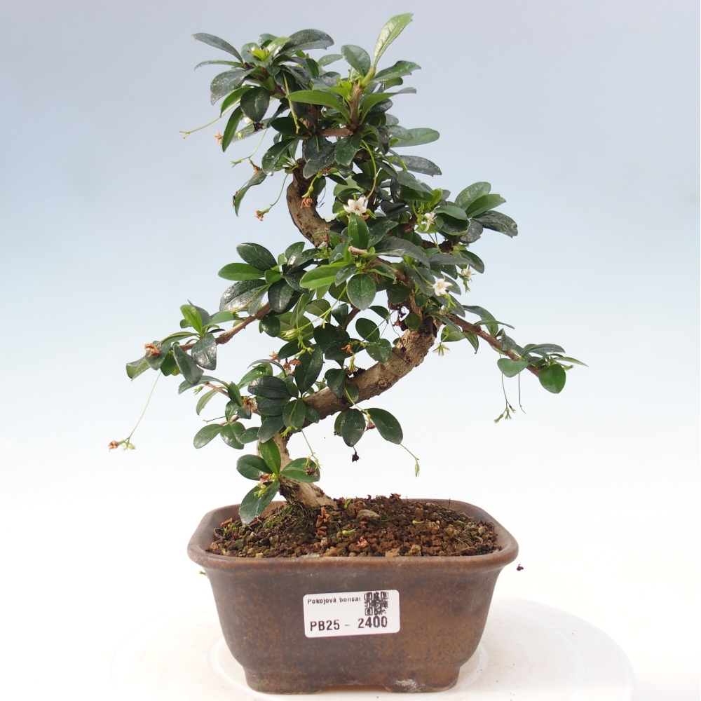 Pokojová bonsai - Carmona macrophylla - Čaj fuki