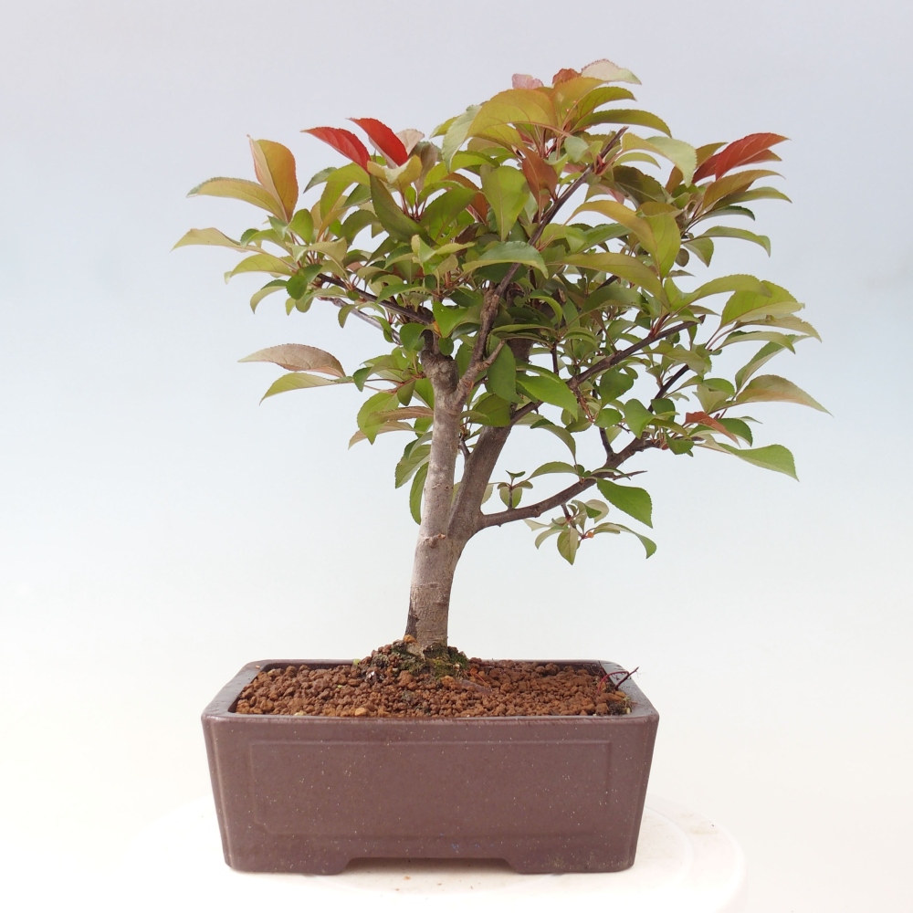 Venkovní bonsai -Malus domestica - Maloplodá jabloň červenolistá