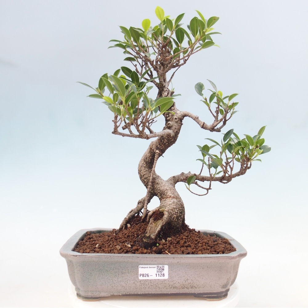 Pokojová bonsai - Ficus kimmen -  malolistý fíkus