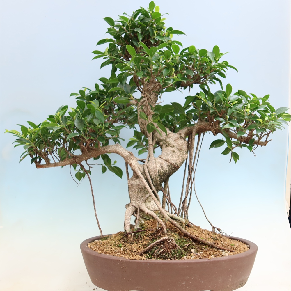 Pokojová bonsai - Ficus kimmen -  malolistý fíkus
