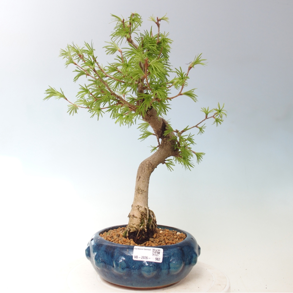 Venkovní bonsai -Pseudolarix amabis-Pamodřín