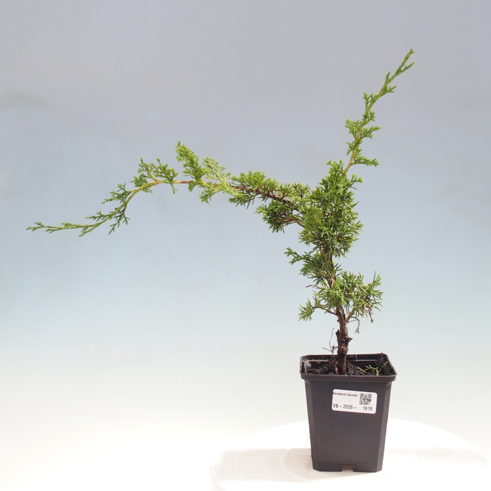 Venkovní bonsai - Juniperus chinensis Itoigawa -Jalovec čínský