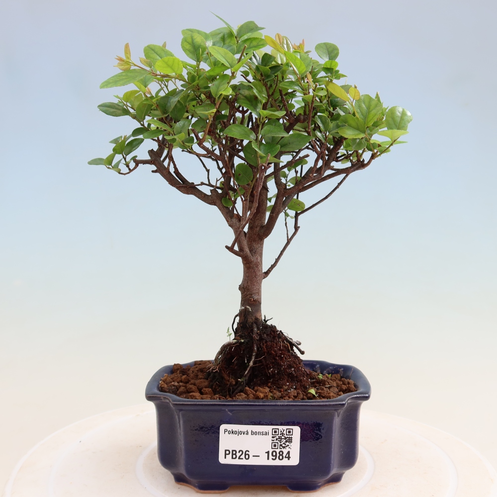 Pokojová bonsai - Sagerécie thea - Sagerécie thea