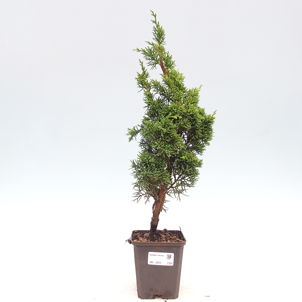 Venkovní bonsai - Juniperus chinensis Kishu -Jalovec čínský