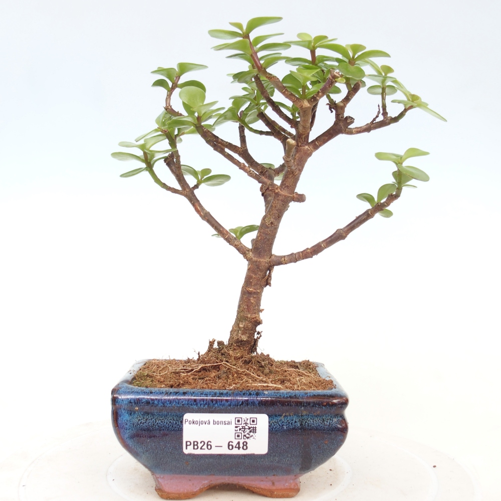 Pokojová bonsai - Portulakaria Afra - Tlustice