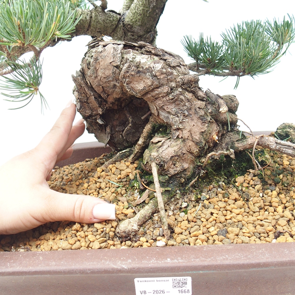 Venkovní bonsai - Pinus parviflora - Borovice drobnokvětá