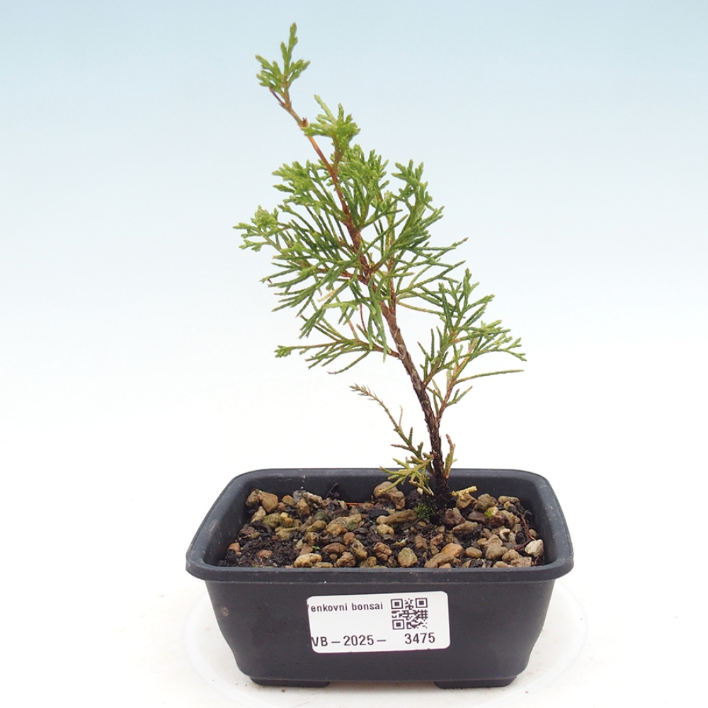 Venkovní bonsai - Juniperus chinensis Itoigawa -Jalovec čínský