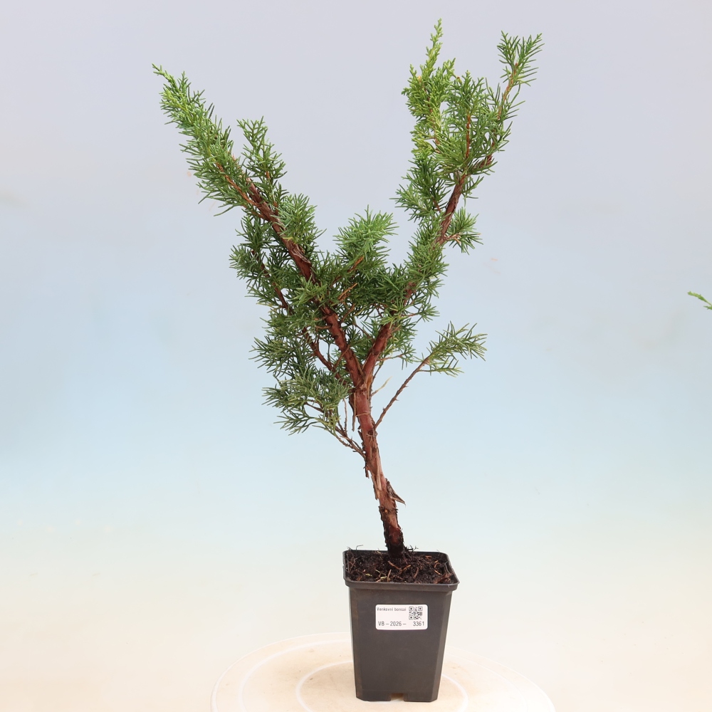 Venkovní bonsai - Juniperus chinensis Kishu -Jalovec čínský