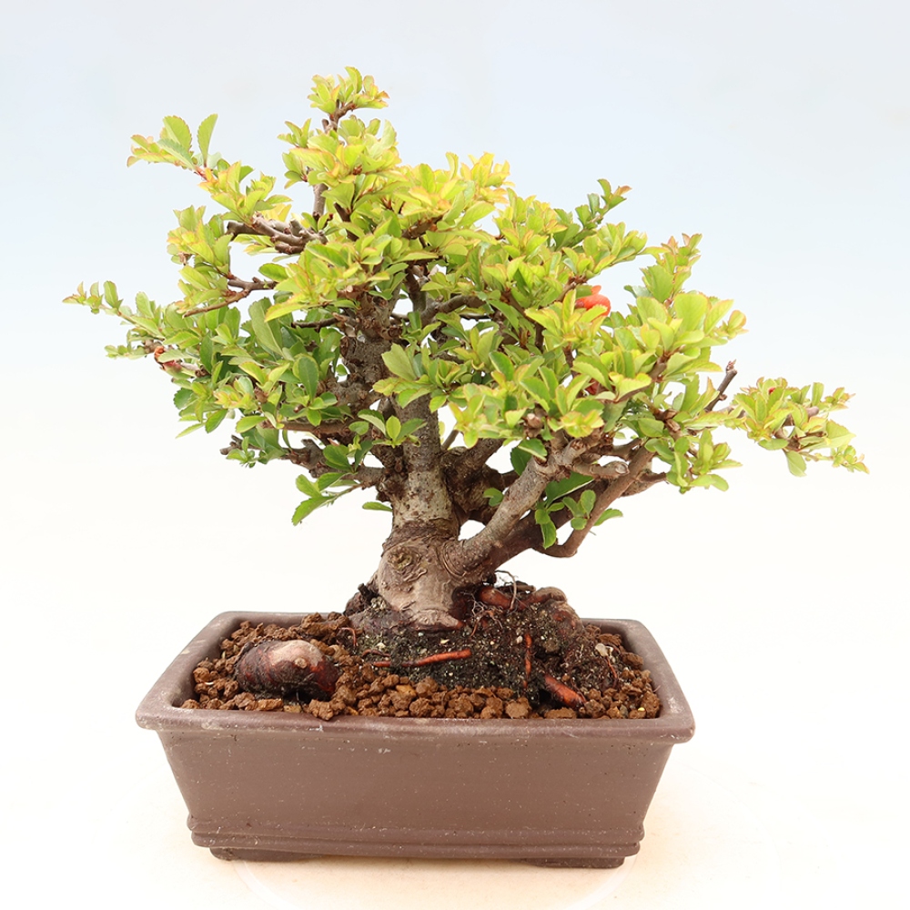 Venkovní  bonsai -  Chaneomeles speciosa Chojubai - Kdoulovec ozdobný