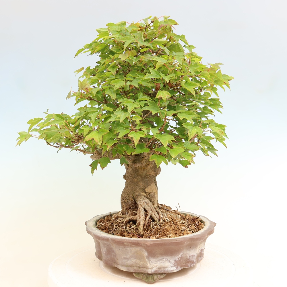 Venkovní bonsai - Javor Burgerův - Acer Burgerianum 