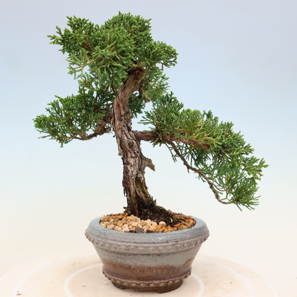 Venkovní bonsai - Juniperus chinensis Kishu -Jalovec čínský