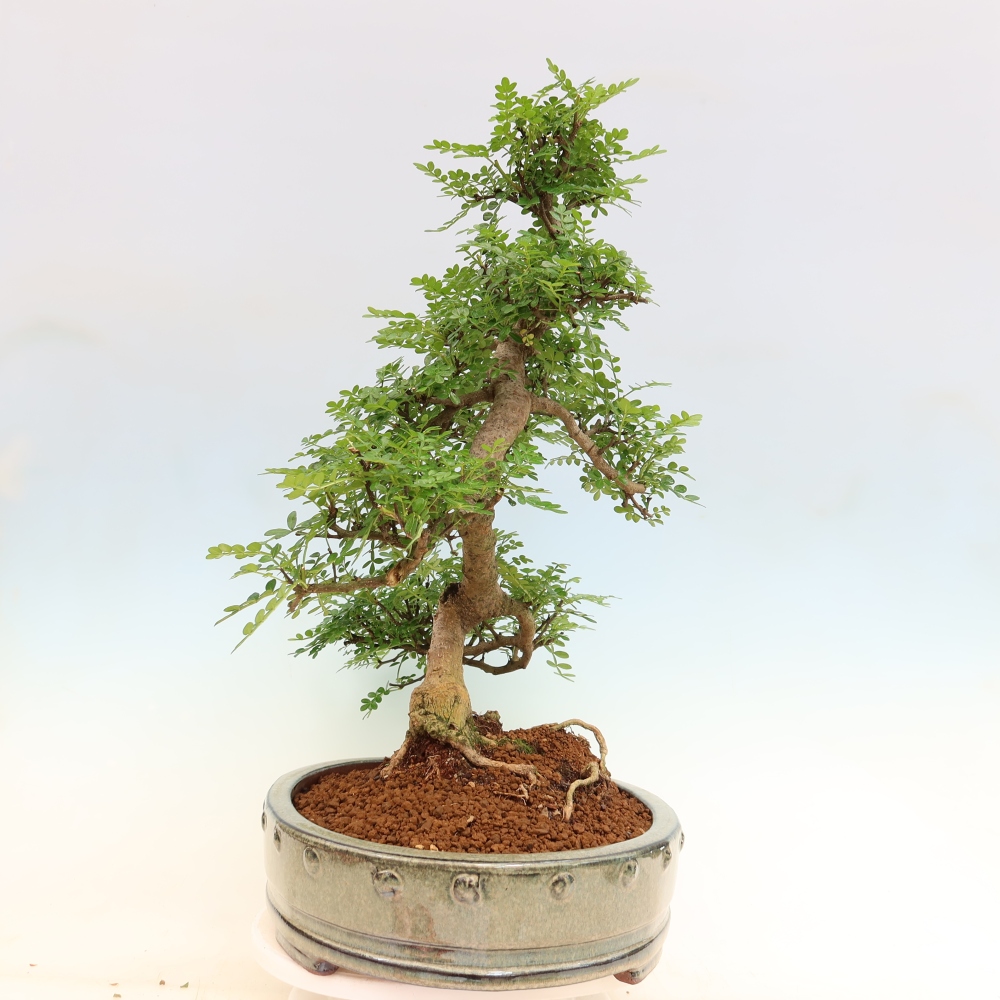 Pokojová bonsai - Zantoxylum piperitum - pepřovník