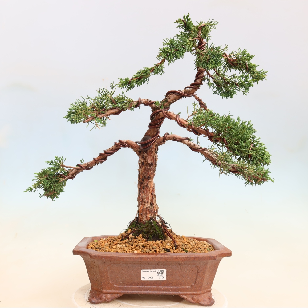Venkovní bonsai - Juniperus chinensis Kishu -Jalovec čínský