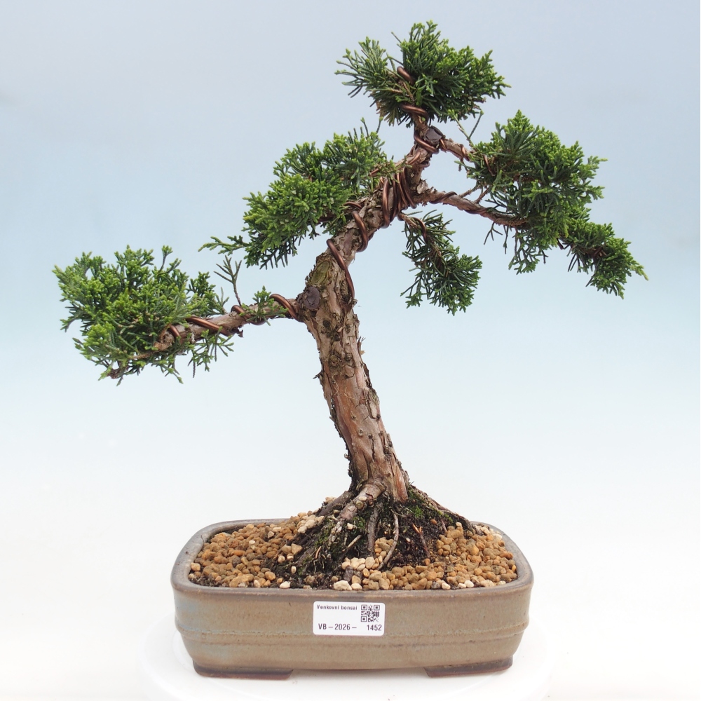 Venkovní bonsai - Juniperus chinensis Kishu -Jalovec čínský