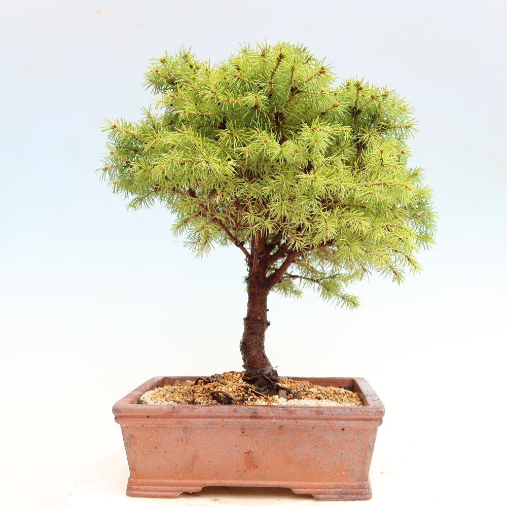 Venkovní bonsai- Smrk sivý - Picea glauca globe