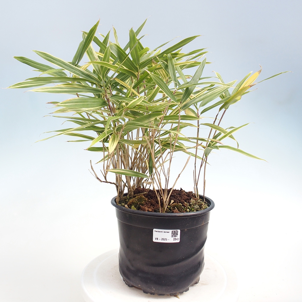 Venkovní bonsai - Sasaella masamuneana Albostriata - Bambus panašovaný