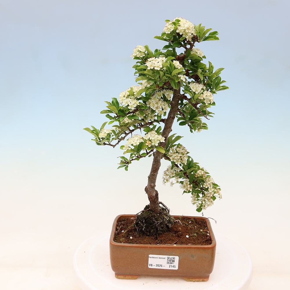 Venkovní bonsai - Pyracantha teton - Hlohyně šarlatová