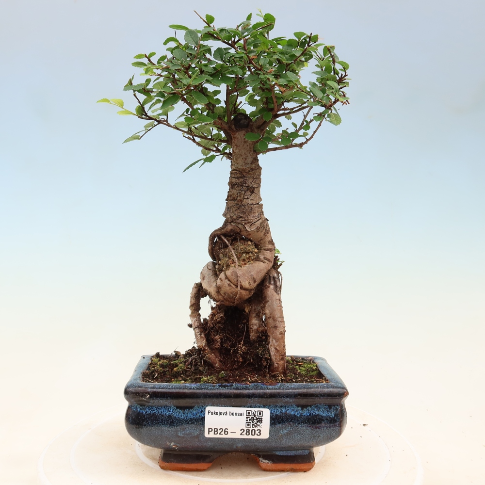 Pokojová bonsai - Ulmus parvifolia - Malolistý jilm