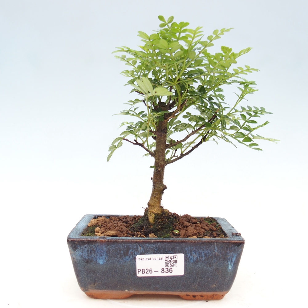 Pokojová bonsai - Zantoxylum piperitum - pepřovník