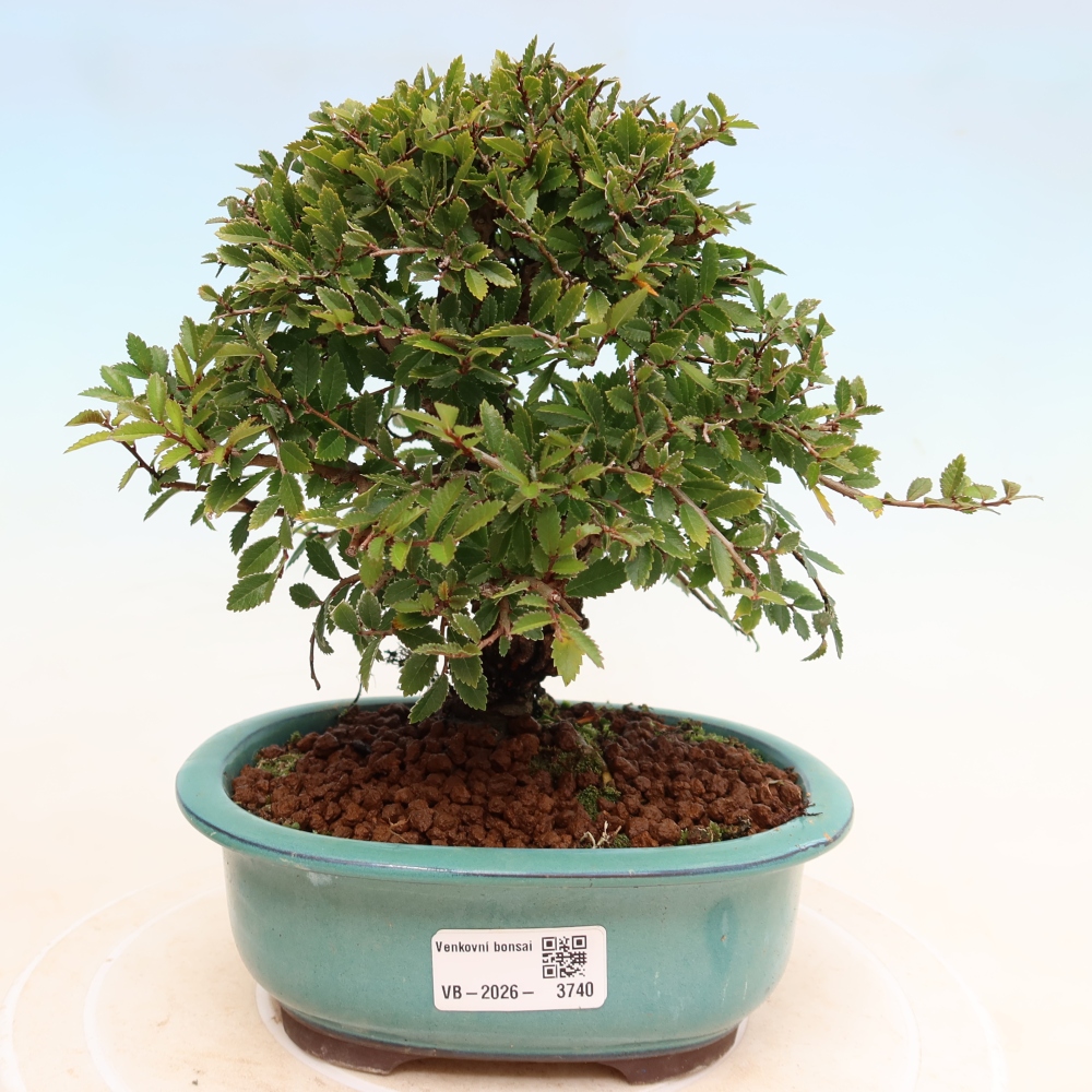 Venkovní bonsai - Zelkova - Zelkova NIRE