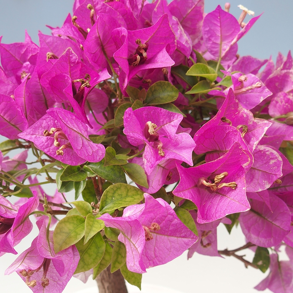 Pokojová bonsai - Bouganwilea