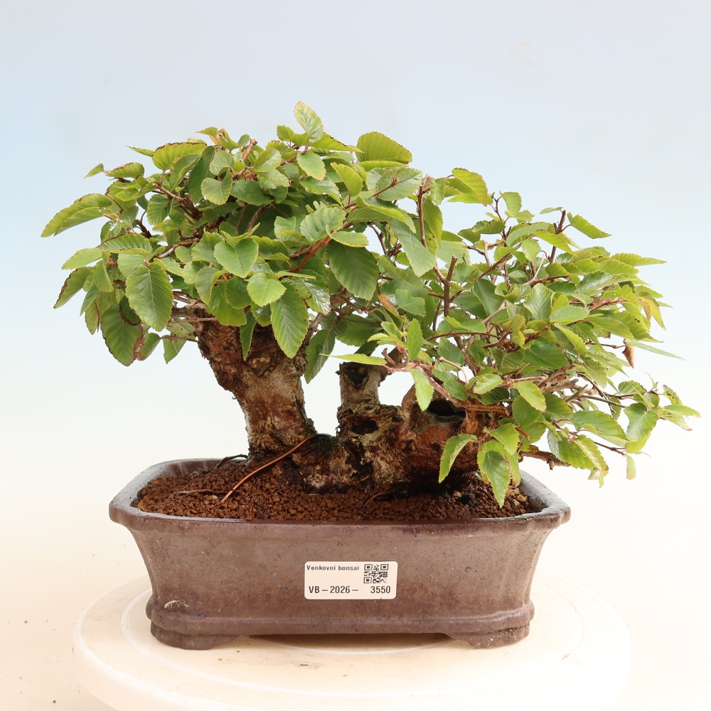 Venkovní bonsai -Carpinus CARPINOIDES - Habr korejský