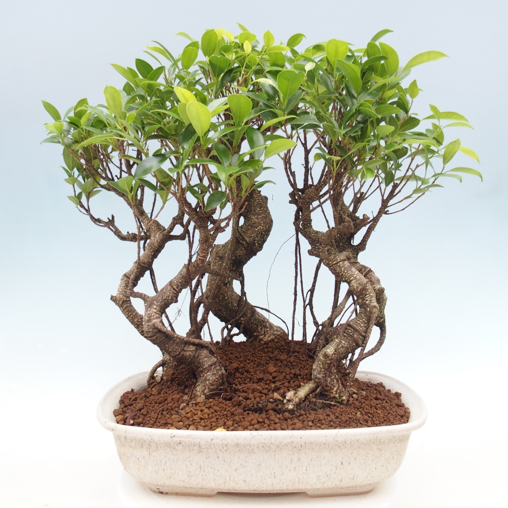 Pokojová bonsai - Ficus kimmen -  malolistý fíkus