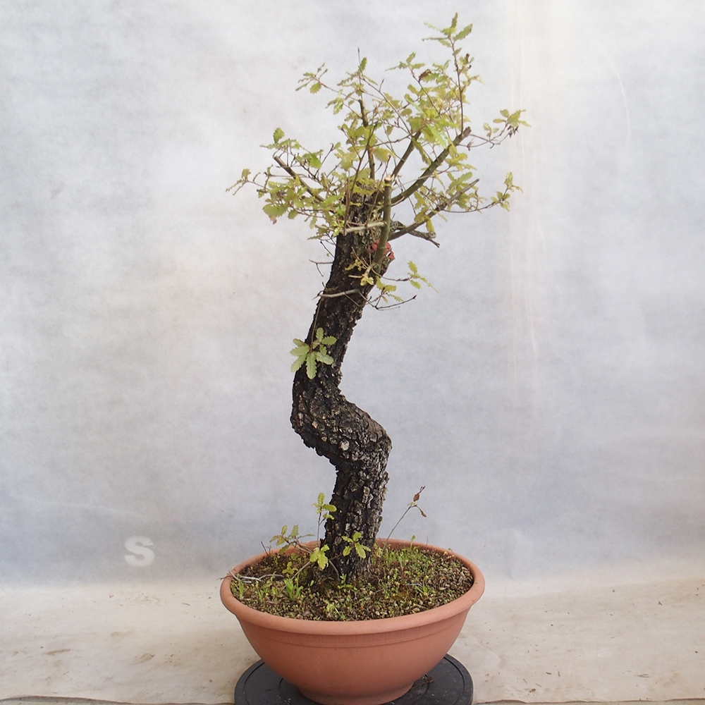 Venkovní bonsai Quercus Cerris - Dub Cer