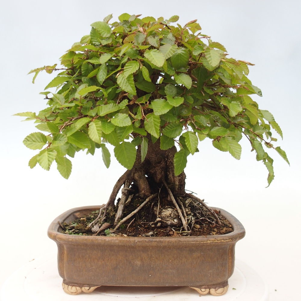 Venkovní bonsai -Carpinus CARPINOIDES - Habr korejský