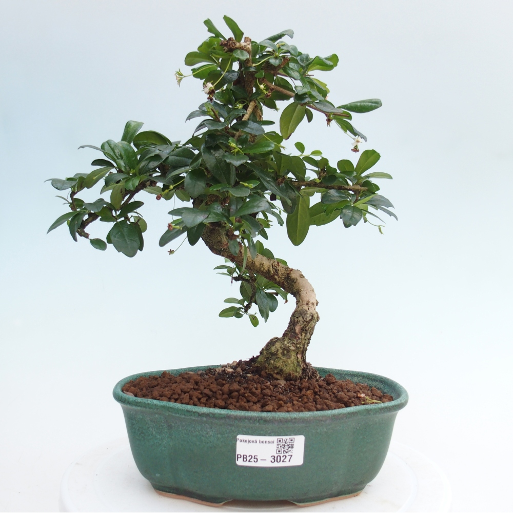 Pokojová bonsai - Carmona macrophylla - Čaj fuki